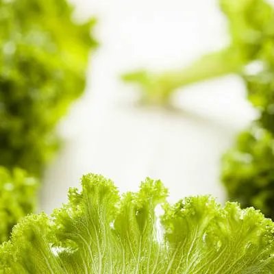 碧生源减肥茶怎么喝