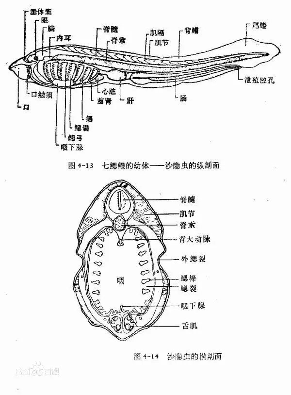 侧看很萌的七鳃鳗 嘴巴放大图片已经不能用恐怖恶心来形容了