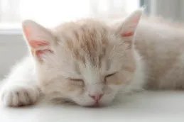 福建龙岩一小区,深夜4只小猫被人从高楼接连抛下,背后之人究竟有多残忍?