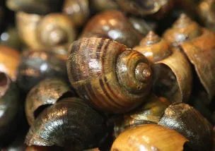 福寿螺疯狂入侵洱海,福寿螺是什么?