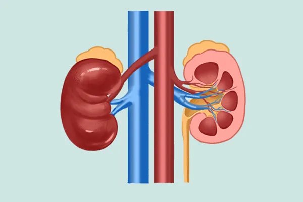 白茯苓的副作用