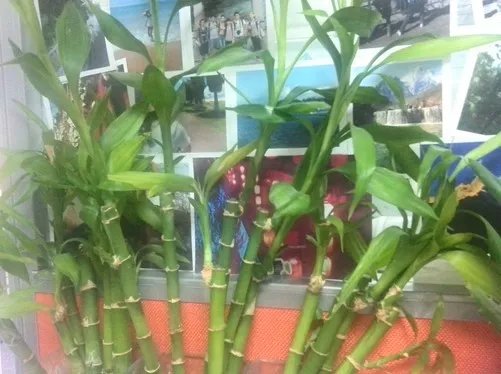 5英寸大屏普及型商务机 酷派8195评测