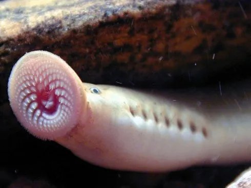 侧看很萌的七鳃鳗 嘴巴放大图片已经不能用恐怖恶心来形容了