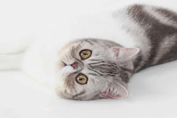 波斯猫和加菲猫的区别