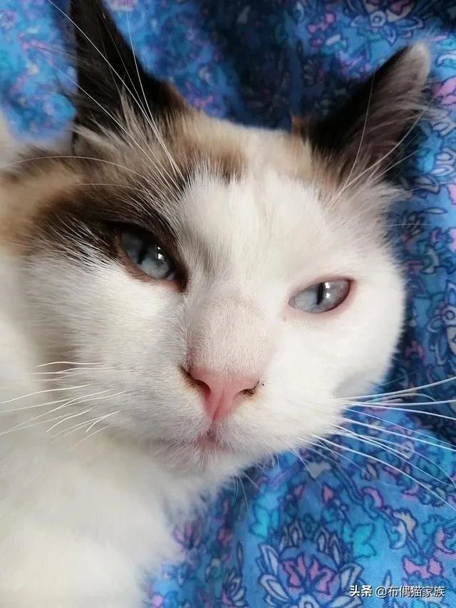 猫舍是干什么用的，和宠物店有什么区别？