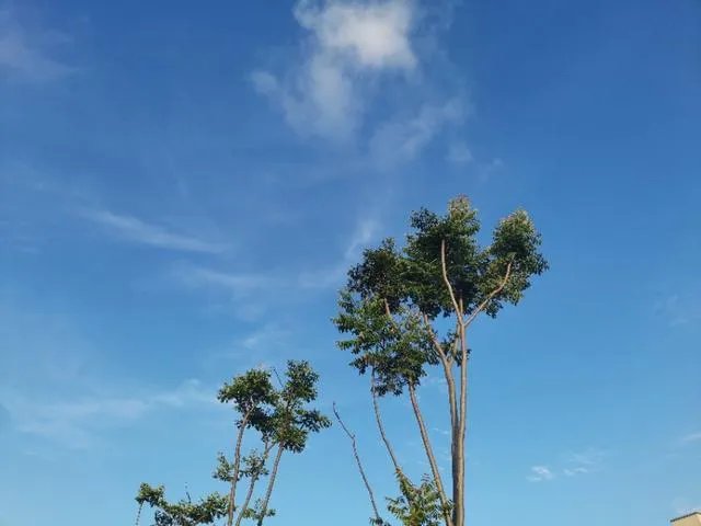 李若彤发文挺杨丽萍，你对不结婚的艺人怎么看？