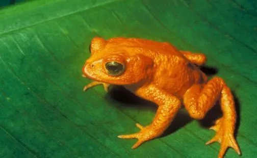 地震瞬间熊猫妈妈携幼崽室外避险，动物对地震的感知能力有多强？