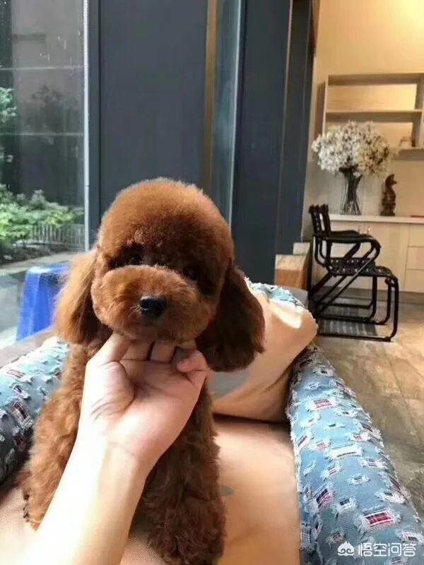 哪家宠物美容培训好啊?