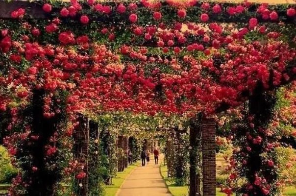 唐若苏墨李美玲小说 神秘小萌宝完本阅读