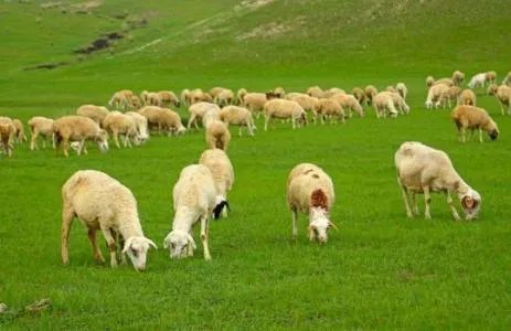 日本推出租羊吃草业务