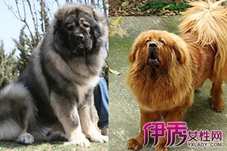 高加索犬与藏獒优缺点比较
