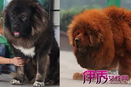 高加索犬与藏獒优缺点比较