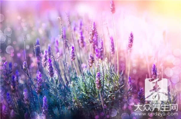 薰衣草精油祛疤的用法