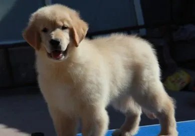 谁有三四个月的金毛犬图片？