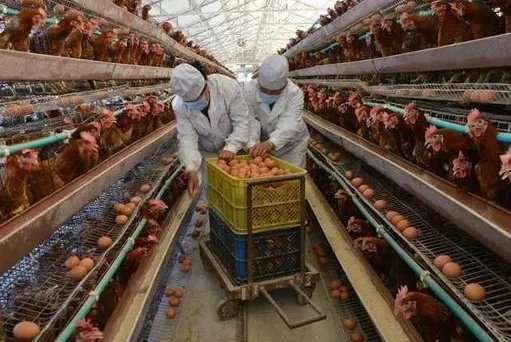 鸡蛋价格涨逾六成的原因是什么？