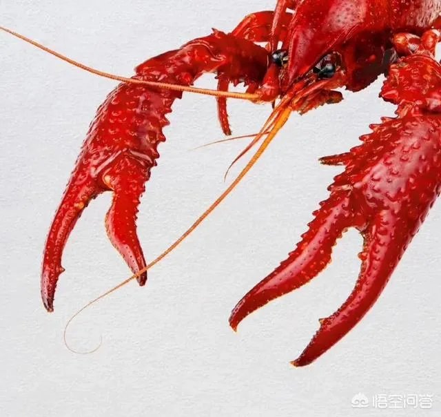 哪里的小龙虾口感最好？