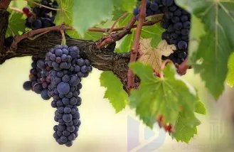 男生说三串葡萄是什么梗