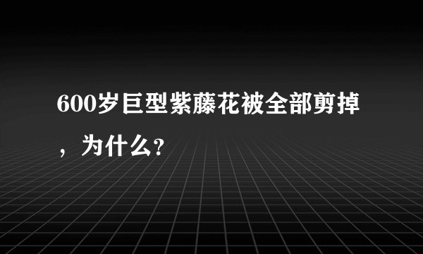 600岁巨型紫藤花被全部剪掉，为什么？