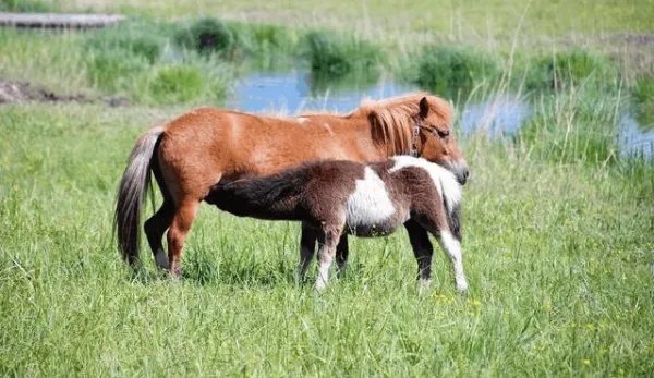 地震瞬间熊猫妈妈携幼崽室外避险，动物对地震的感知能力有多强？
