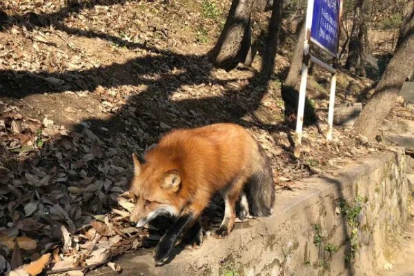 小狐狸频繁现身北京潭柘寺,这只小狐狸是从哪儿来的?