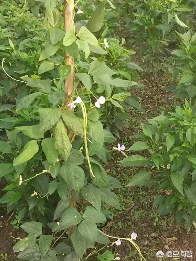 一件事只有百分之十的成功几率，是努力去做还是放弃？