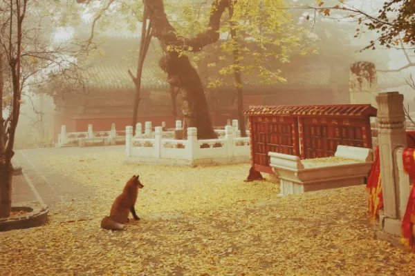 小狐狸频繁现身北京潭柘寺,这只小狐狸是从哪儿来的?