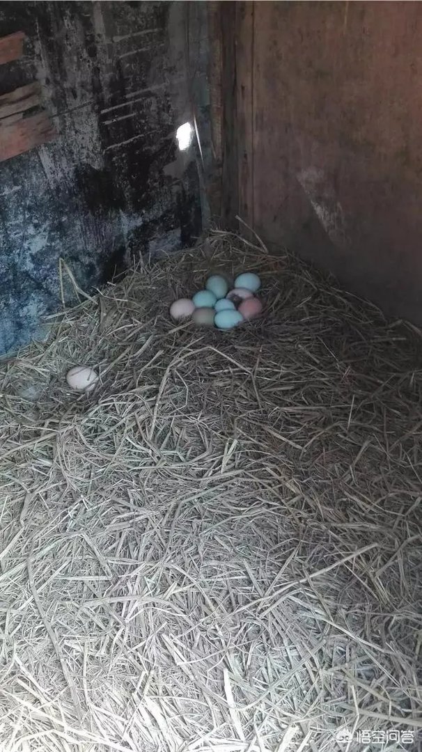 买土鸡蛋