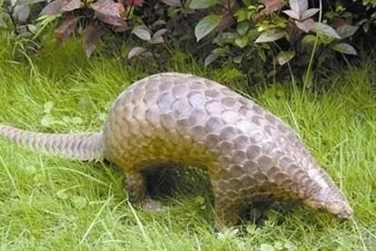 新冠病毒的宿主有哪些