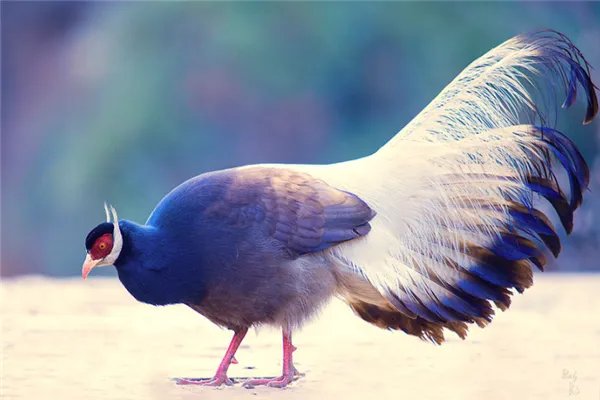 我国十大濒临灭绝的动物：金丝猴上榜，它是水中大熊猫