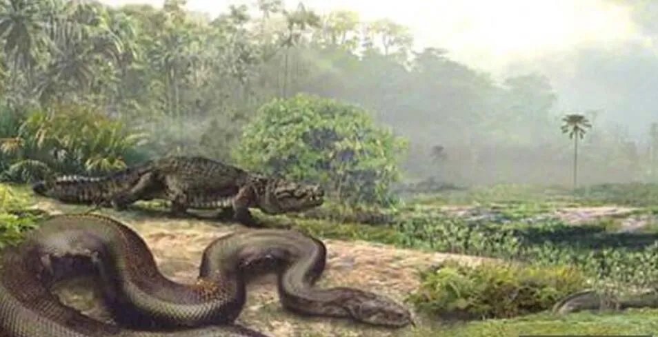 泰坦巨蟒吞大象的视频真的吗 是否是真实案例