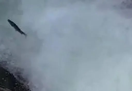 景区上演鱼跃龙门，大自然为何总能给人类惊喜？