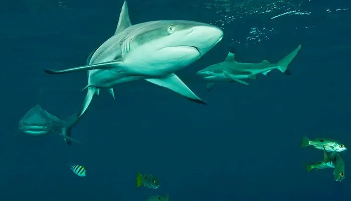 哪种动物一生都在换牙 哪种动物一直换牙