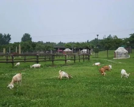 日本推出租羊吃草业务