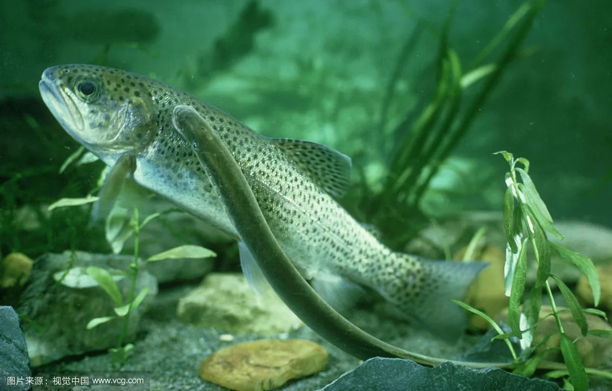 侧看很萌的七鳃鳗 嘴巴放大图片已经不能用恐怖恶心来形容了