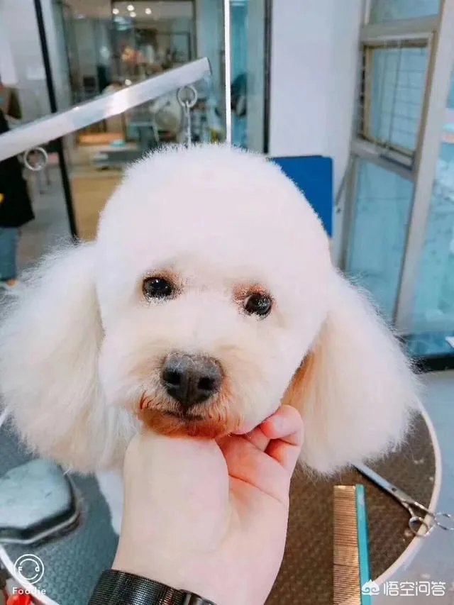 哪家宠物美容培训好啊?