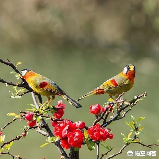 上联，日落香残，免去凡心一点，下联怎么对？