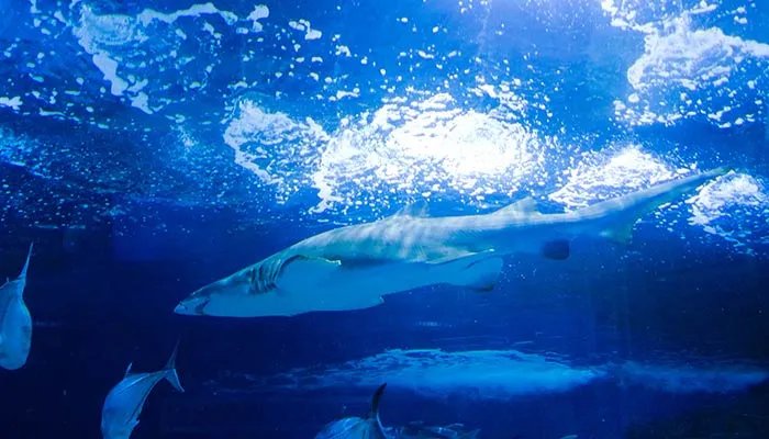 哪种动物一生都在换牙 哪种动物一直换牙