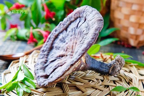 能健脑益智的茶有哪些