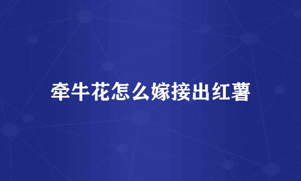 牵牛花怎么嫁接出红薯