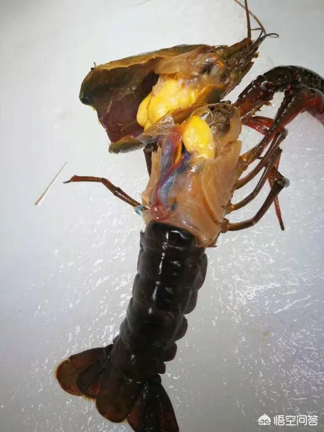 哪里的小龙虾口感最好?