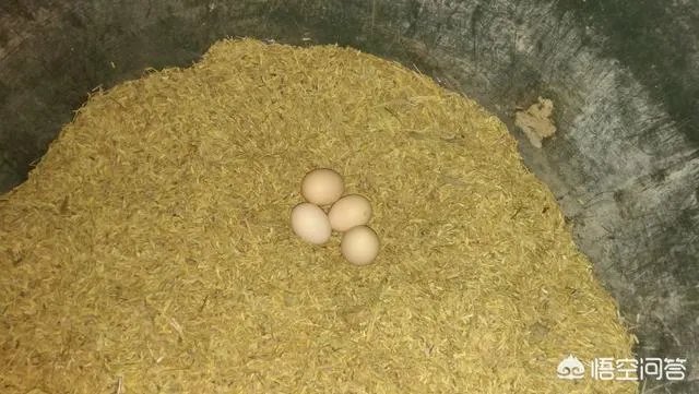 买土鸡蛋