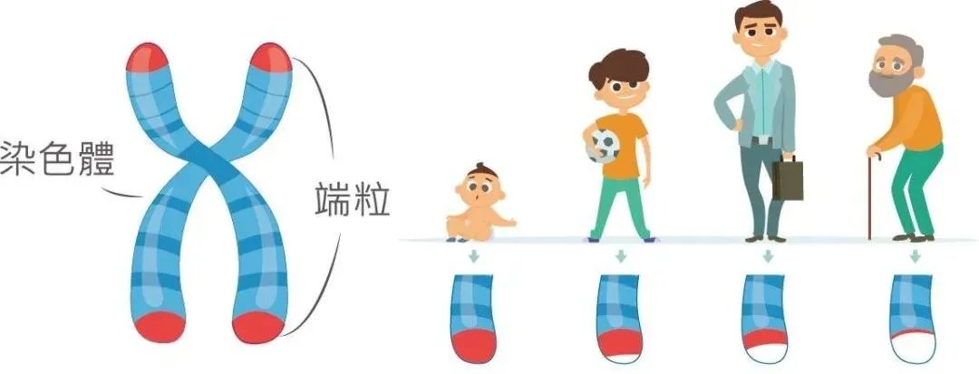 没人能长生不老!美科学家测出人类寿命极限,最多能活150岁