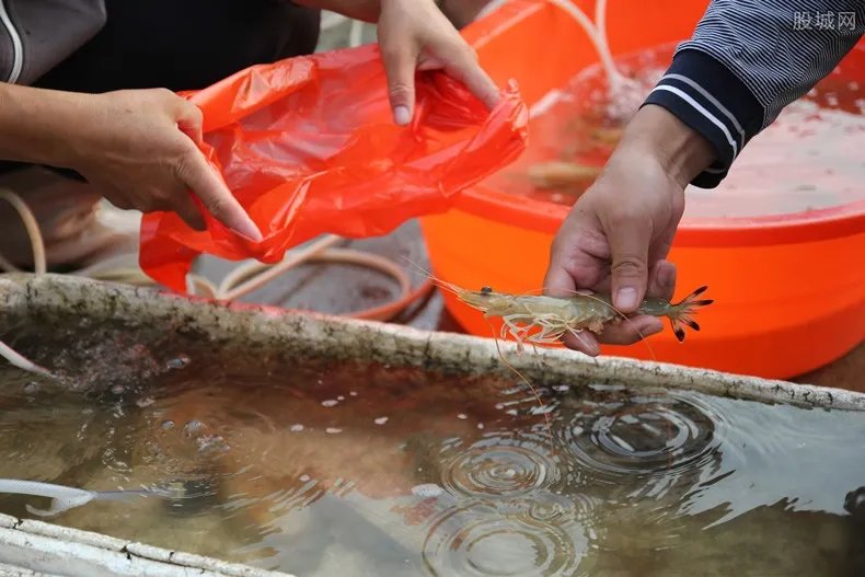 江西南美冻虾外包装检出新冠阳性 冻虾会传播病毒吗？