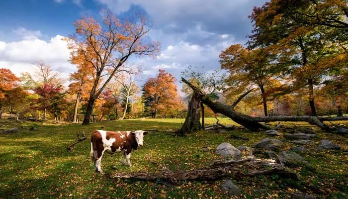 世界公认三大黄金奶源 世界三大奶源地有哪些