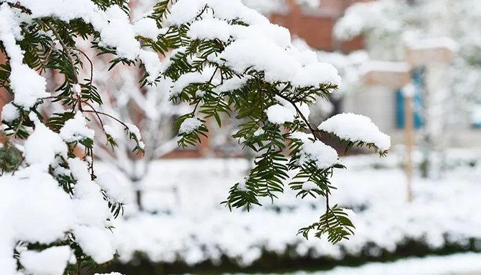 2022春节天气预报15天查询 2022年春节天气预测气温会怎样