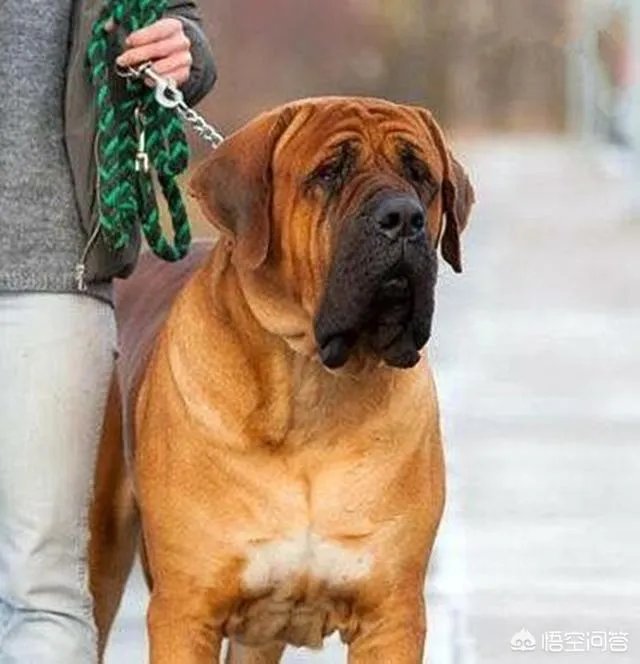 比特犬和土佐犬，谁更厉害？