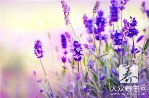 薰衣草精油祛疤的用法