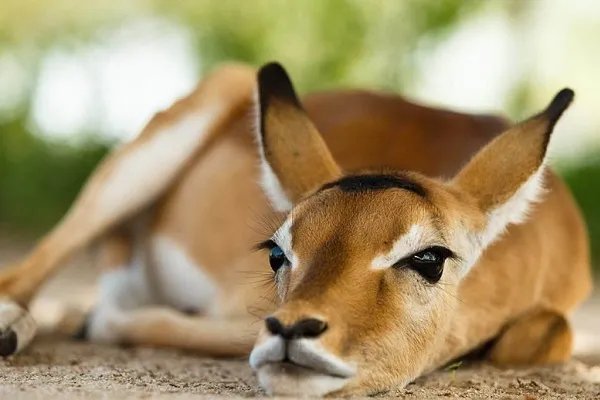 中国野生动物保护协会致歉,他们究竟做错了什么事?