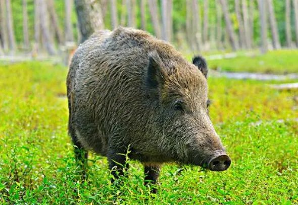 齐齐哈尔一男子毒死200多只麻雀竟称要自己吃,男子的行为是否涉嫌违法?