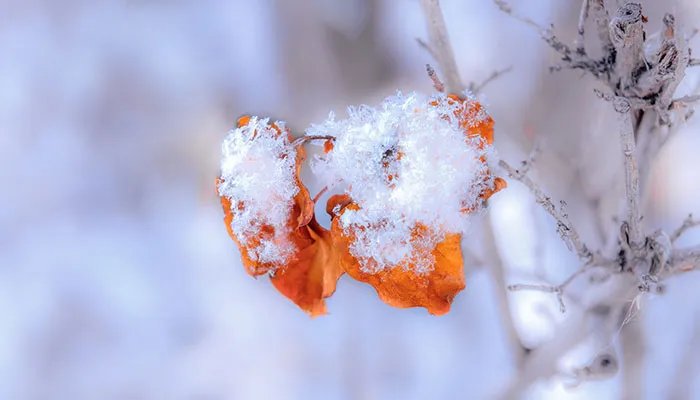 2022春节天气预报15天查询 2022年春节天气预测气温会怎样